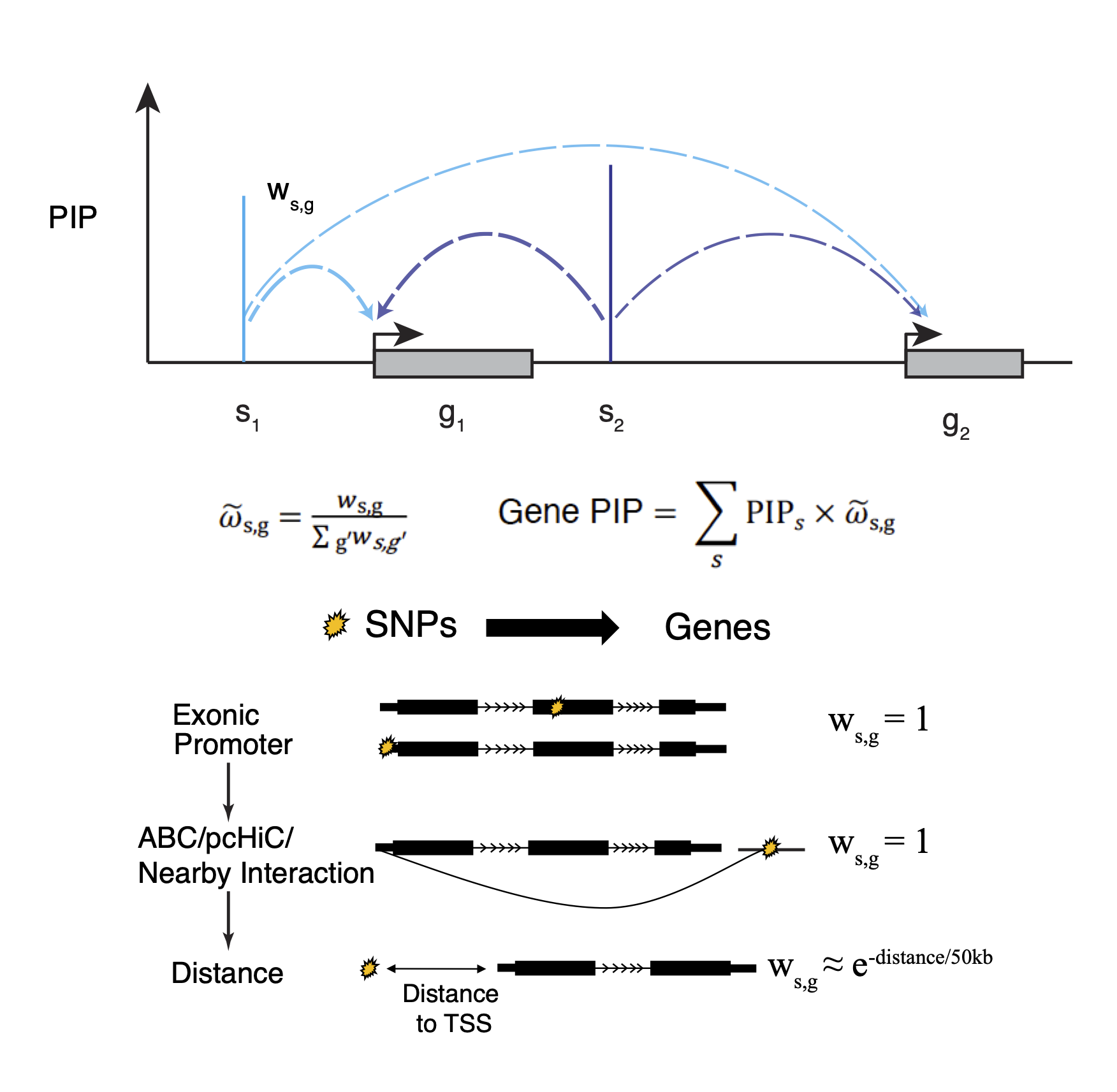 Schematic of gene-level PIP calculation. s: SNP, g: gene